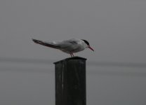 Common Tern RVCP 28th July 05 (Pana).jpg