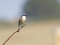 IMG_3894_Red-backed Shrike.jpg