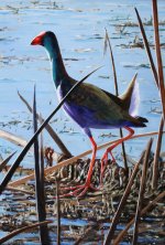 Purple Gallinule.JPG