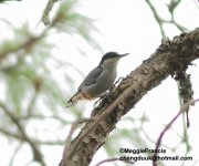 giant nuthatch.jpg