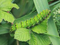 Caterpillar 8621.jpg