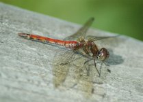 Common Darter #1 (Large).jpg