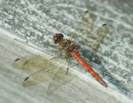 Common Darter #2 (Large).jpg