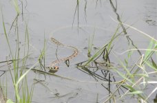 water snake.jpg
