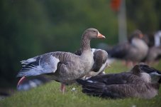 greylag10b2.jpg