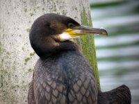 Cormorant 005N.jpg