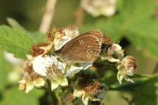 ringlet_resize.jpg