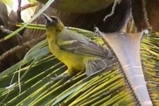 bahama oriole.JPG