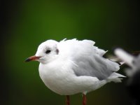 Black Headed Gull 001N.jpg