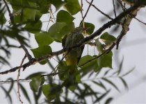 Black-naped Oriole 777778.jpg