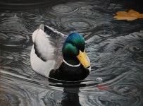 Backwater Mallard.JPG