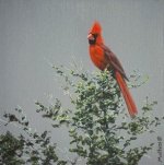 Desert Cardinal.JPG