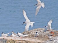 Terns-1-E_1375.jpg