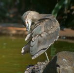 bc night heron juv groom NEX5_DSC0126.jpg