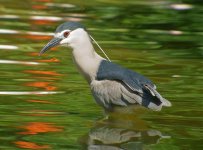 bc night heron NEX5_DSC0142.jpg