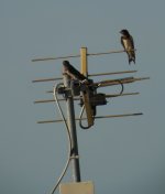 DSCN2429 juv Barn Swallow bf.jpg