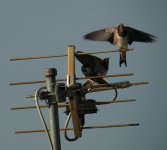 DSCN2431 juv barn swallow begging bf.jpg