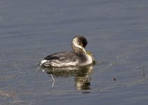 Black-necked Grebe2.jpg