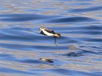 Madeira Wh-faced St-petrel P1170190.JPG