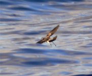 Madeira Wh-faced St-petrel P1170192.JPG