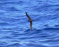 Madeira Bulwers petrel P1170113.JPG