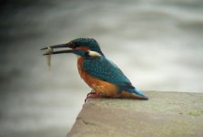 kingfisher2.jpg