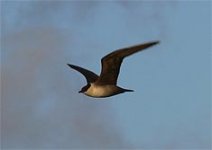 Madeira Long-t Skua P1170205.JPG