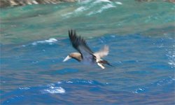 Madeira Brown Booby P1170299.jpg