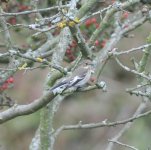 Pied Flycatcher.jpg