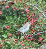 Icterine Warbler (1).jpg