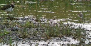 C.Lake_4-waders_July2010.gif