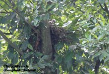 Chinese Sparrowhawk Chicks s.jpg