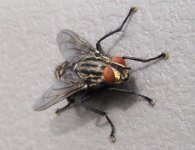 Bird Forum - Flesh Fly.JPG