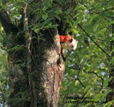 red and white flying squirrel.jpg