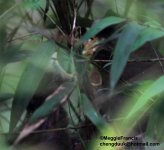 great parrotbill nest.jpg