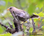 great parrotbill 700.jpg