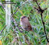 Brown Parrotbill 700.jpg