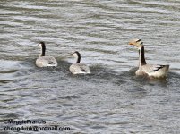 bar-headed goose.jpg