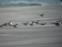 Little Terns.jpg