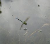 southern hawker in flight resized 2.jpg