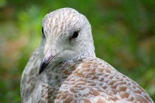 Gull Closeup_54158.jpg