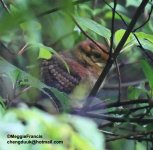 Tragopan Chick.jpg