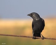 6414Jackdaw-bf.jpg