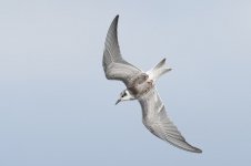 whiskered_tern-00008.jpg