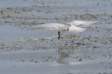 whiskered_tern-00011.jpg