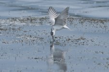 whiskered_tern-00072.jpg