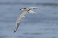 whiskered_tern-00070.jpg