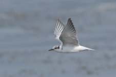 whiskered_tern-00062.jpg