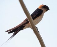 Red-rumped-Swallow2.jpg