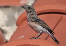 Black-eared-Wheatear.jpg